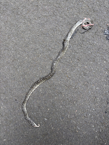 Diamond Python sighting