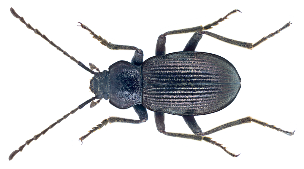 Euboeus superbus
