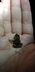 Uperoleia laevigata