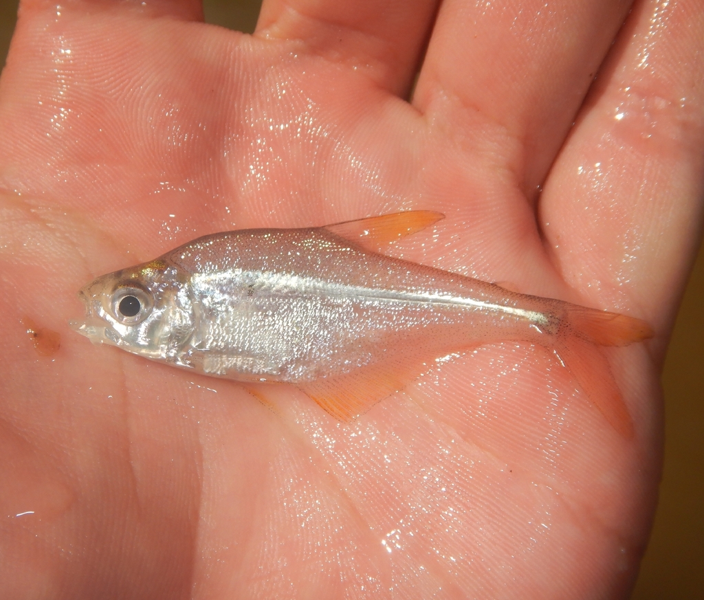 Crystal tetra (Roeboides bouchellei) — Characidae