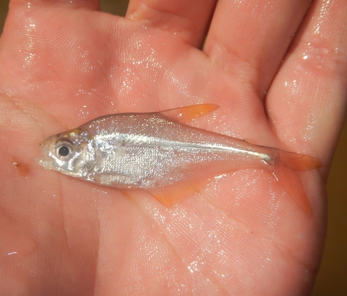 Crystal tetra (Roeboides bouchellei) — Characidae