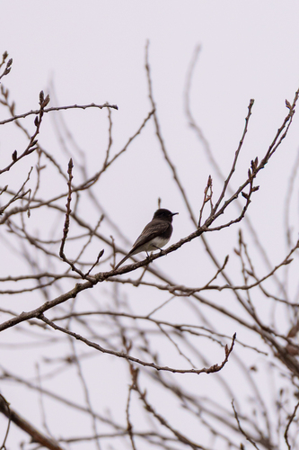 iNaturalist observation photo of Black Phoebe