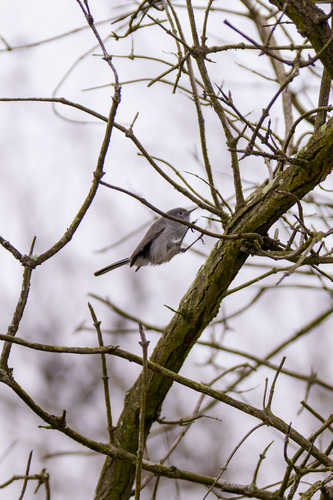 iNaturalist observation photo of Blue-gray Gnatcatcher