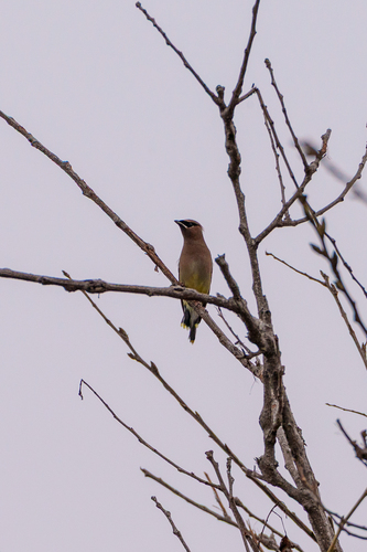 iNaturalist observation photo of Cedar Waxwing