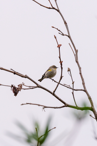 iNaturalist observation photo of Yellow-rumped Warbler