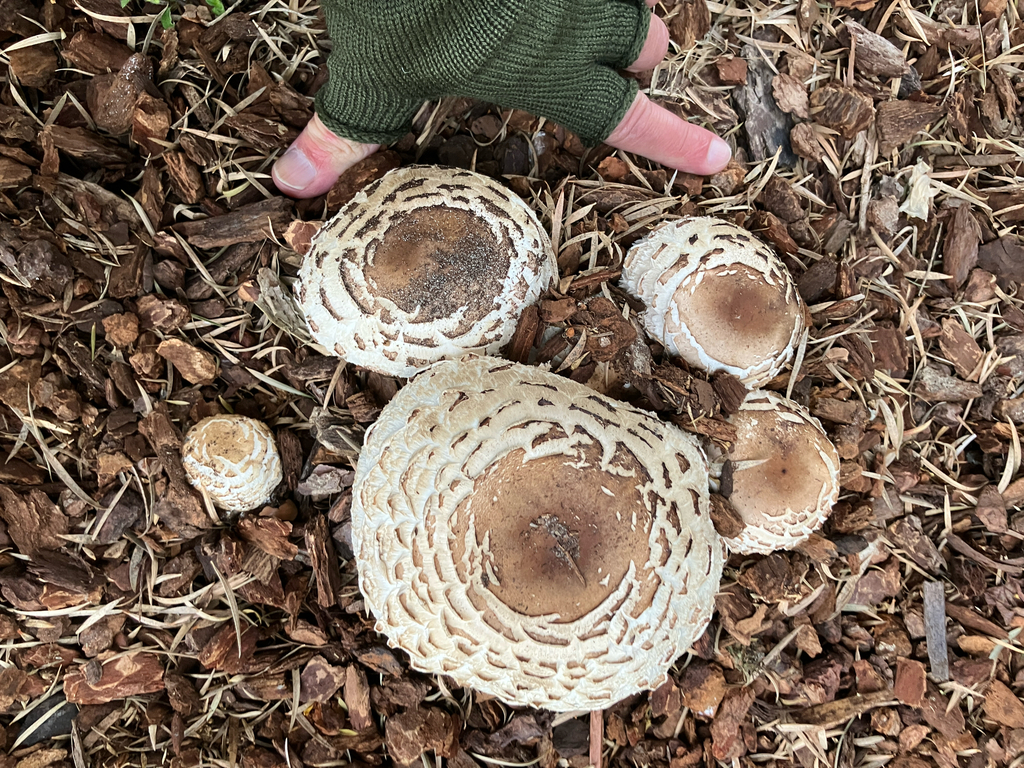 Chlorophyllum brunneum · December 2025 · photo: © rudyard (iNaturalist, cc0)