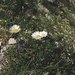 Leucanthemum atratum - Photo (c) Tigerente, algunos derechos reservados (CC BY)