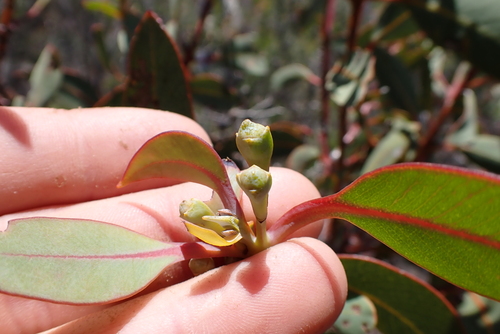 Eastern Tallerack (Eucalyptus extrica)