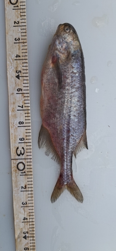 Zwarte dwergsnuitvis (Brevimyrus niger) — Mormyridae — 5