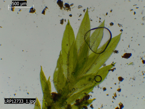 Portuguese Pocket-moss (Fissidens curvatus)