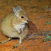 Rufous Hare Wallaby - Photo (c) Michael Hains, some rights reserved (CC BY-NC), uploaded by Michael Hains