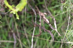 Micrathyria hypodidyma