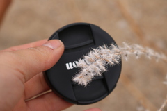 Cryptantha barbigera