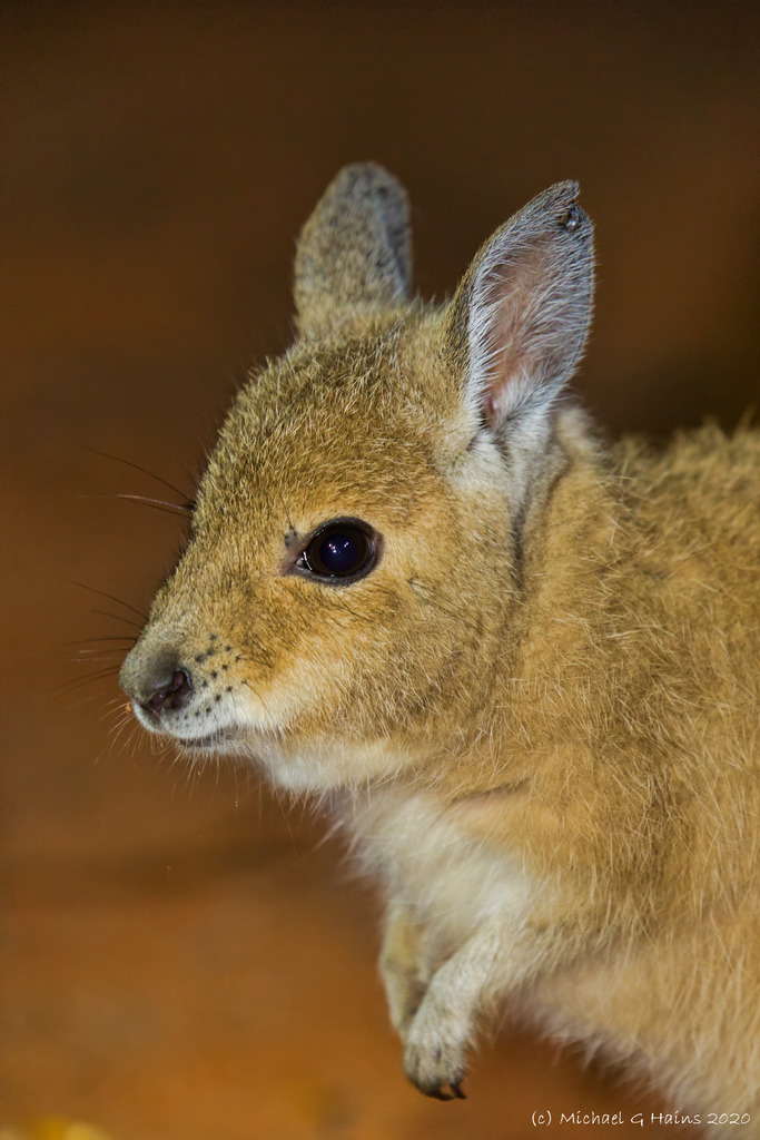 Kangaroos, Possums, Wombats, and Allies