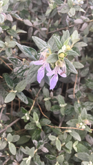 Teucrium fruticans