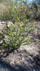 Phyllota phylicoides