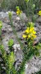 Phyllota phylicoides