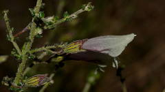 Prostanthera chlorantha