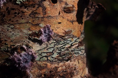 Fungi