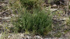 Prostanthera chlorantha