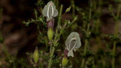 Prostanthera chlorantha