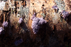 Fungi