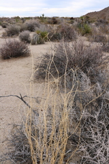 Hilaria rigida