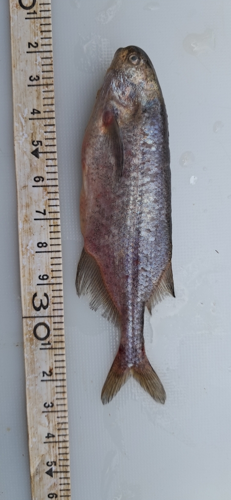 Black dwarf elephantfish (Brevimyrus niger) — Mormyridae
