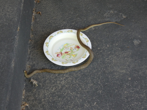 Eastern Brown Snake sighting