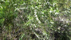 Styphelia biflora