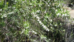 Styphelia biflora
