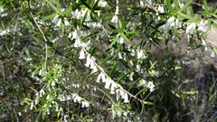 Styphelia biflora