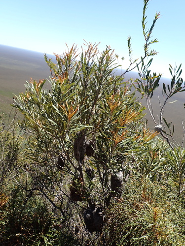 Banksia pilostylis, photograph 6