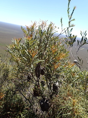 Banksia pilostylis, photograph (c) Em Lamond, some rights reserved (CC BY)