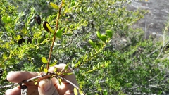 Acacia hispidula