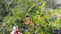 Acacia hispidula