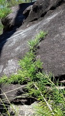Podocarpus spinulosus