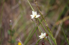 Sisyrinchium cuspidatum