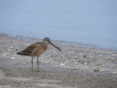 Limnodromus griseus hendersoni