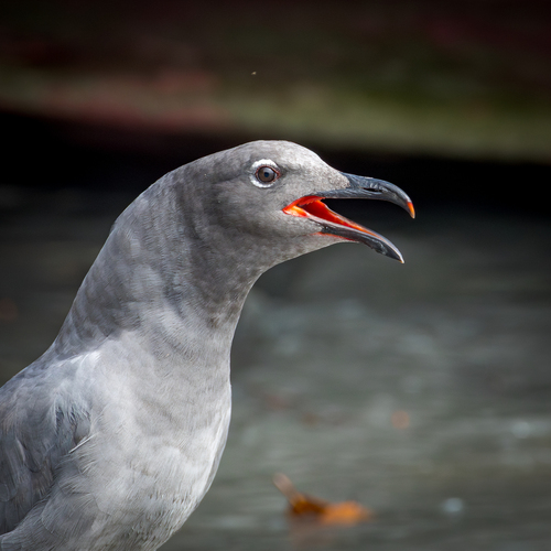Lava Gull (Leucophaeus fuliginosus), photo 6