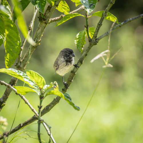 Large Tree Finch (Camarhynchus psittacula)