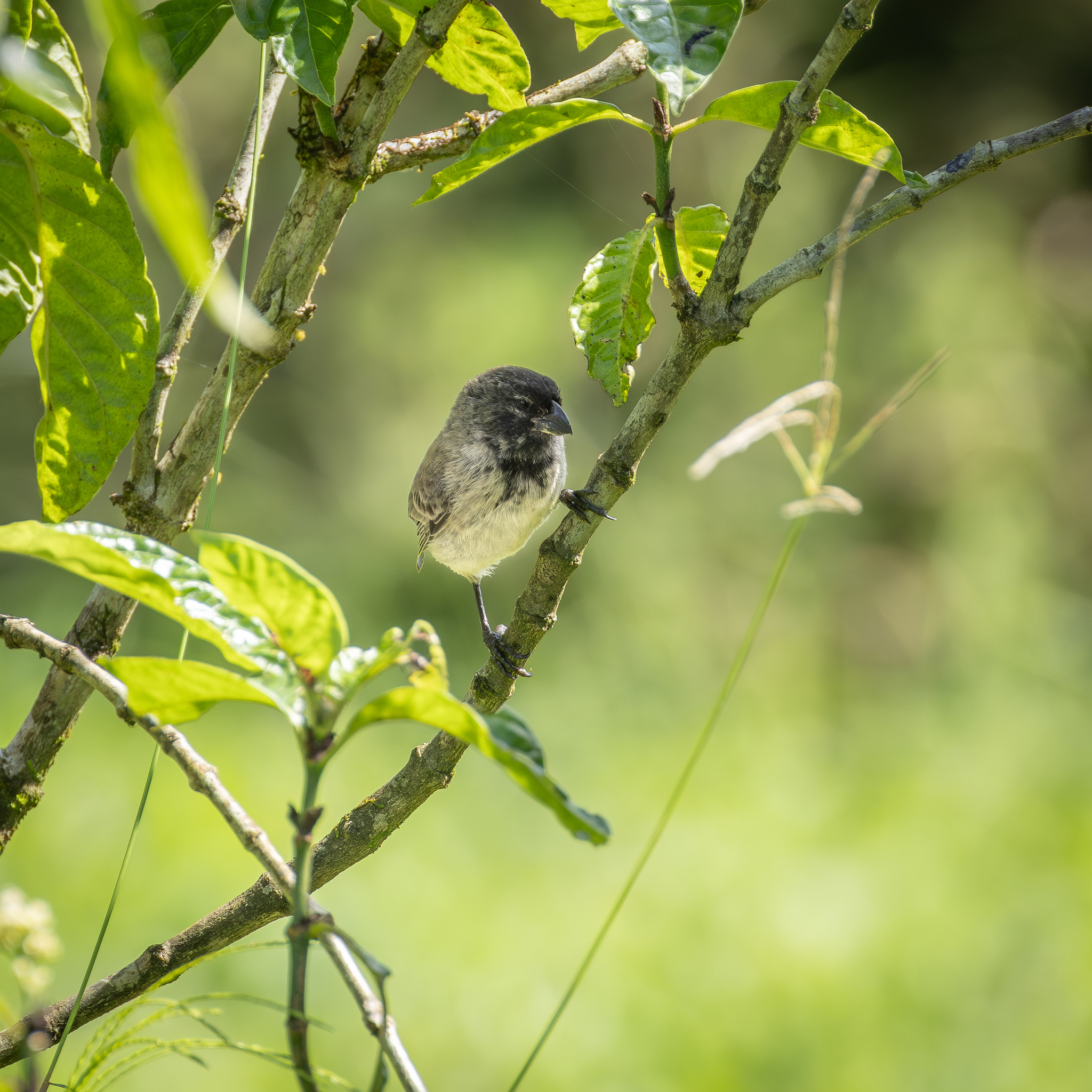 Large Tree Finch (Camarhynchus psittacula), photo 1