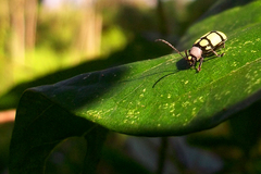 Omophoita octoguttata