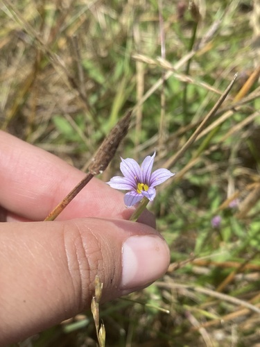 Sisyrinchium chilense, photograph 6