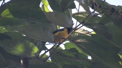 Euphonia imitans