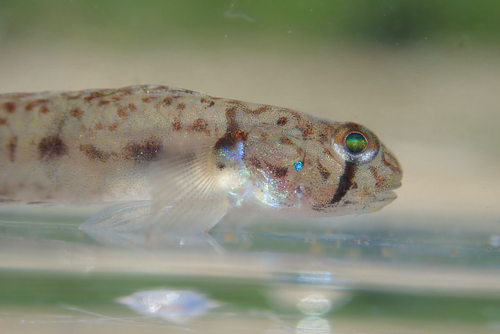 Sharptail goby (Oligolepis acutipennis) — Gobiidae — 4