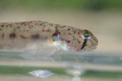 Sharptail Goby photo 3