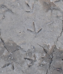 Charadrius vociferus