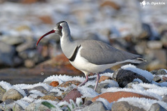 Ibisbill photo 1