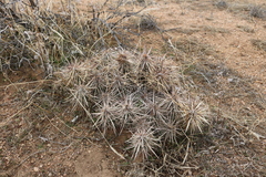 Cylindropuntieae